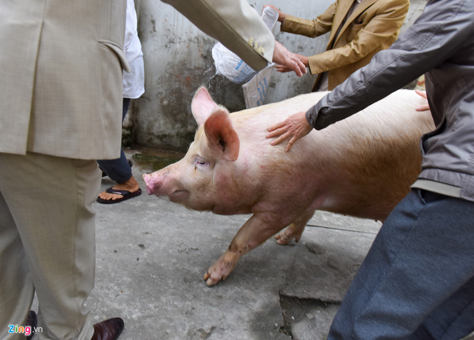 Ông lợn ngày ăn hoa quả, đêm ngủ mắc màn ở hội rước La Phù